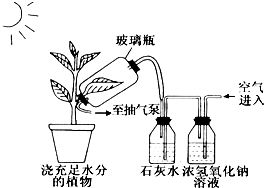 揭秘药水燕窝：探究其制作原料与潜在危害，全面解析燕窝安全疑虑