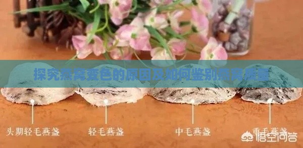 探究燕窝变色的原因及如何鉴别燕窝质量