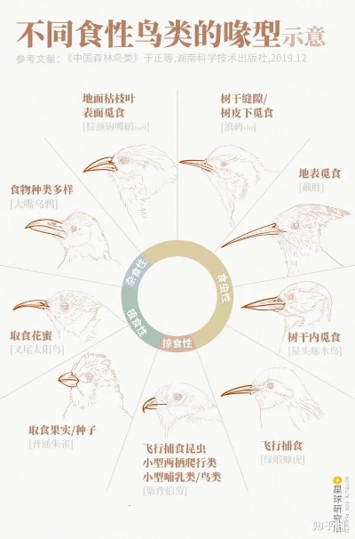 揭秘燕窝产业链：哪些动物与燕窝息息相关，及其天敌是谁？