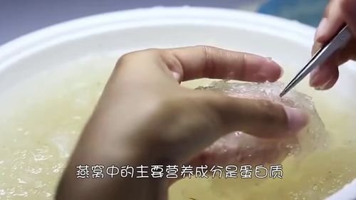 '揭秘燕窝：探究燕子唾液如何构成珍贵滋补品'