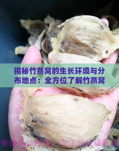 揭秘竹燕窝的生长环境与分布地点：全方位了解竹燕窝的产地与采集过程