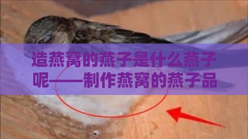 造燕窝的燕子是什么燕子呢——制作燕窝的燕子品种探究