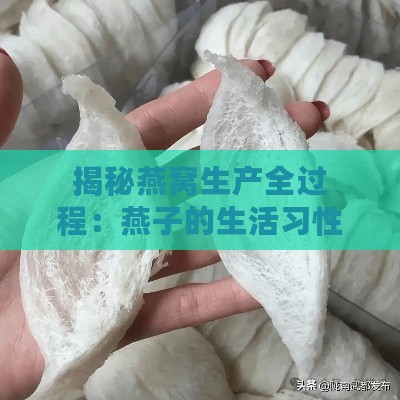 揭秘燕窝生产全过程：燕子的生活习性及其燕窝制造机制