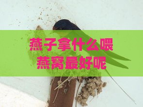 燕子拿什么喂燕窝更好呢