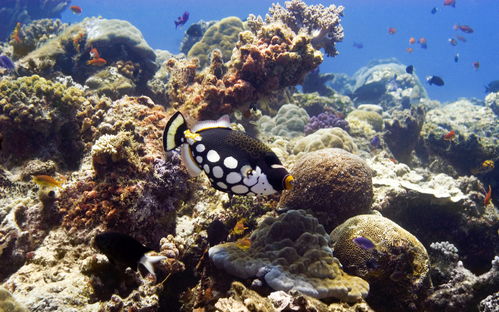 燕窝岛更大的鱼类是什么：揭秘燕窝岛海洋生物之谜