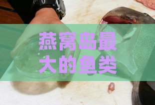 燕窝岛更大的鱼类是什么：揭秘燕窝岛海洋生物之谜