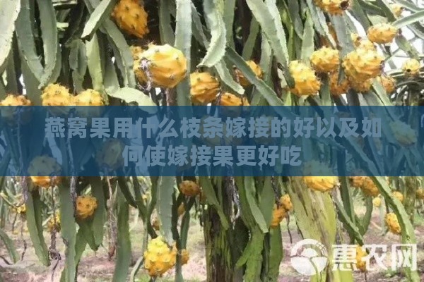 燕窝果用什么枝条嫁接的好以及如何使嫁接果更好吃