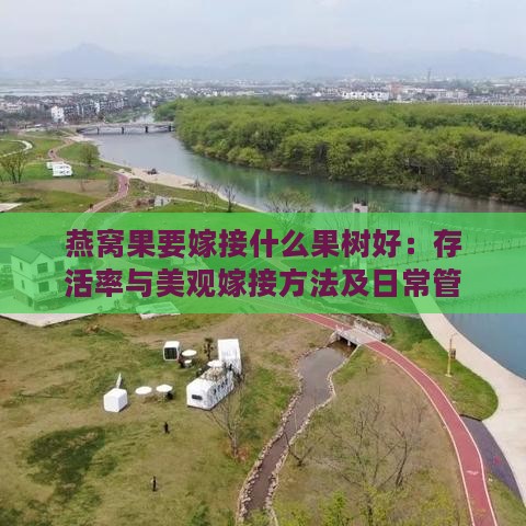 燕窝果要嫁接什么果树好：存活率与美观嫁接方法及日常管理要点