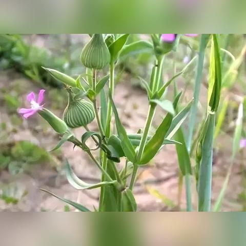 河南燕窝代理什么好一点，排行榜推荐代理