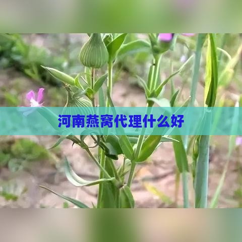 河南燕窝代理什么好