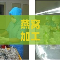 燕窝加工工序：全过程解析与工艺流程详解