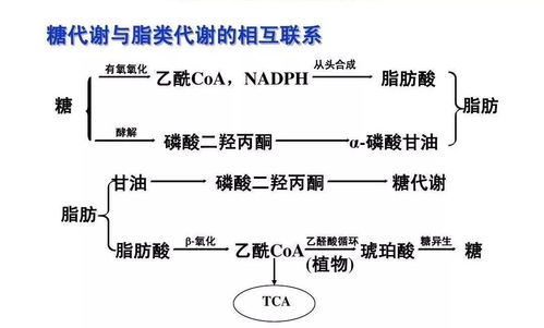 深度解析：燕窝营养成分详析与保健功效探究