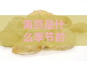 海燕是什么季节的燕窝好