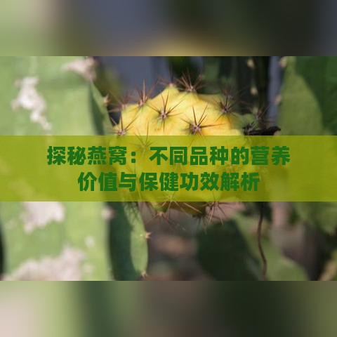 探秘燕窝：不同品种的营养价值与保健功效解析