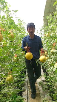 燕窝果什么时候成熟：成熟采摘季节及上市时间解析