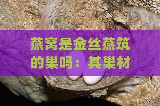 燕窝是金丝燕筑的巢吗：其巢材与筑巢原因探究