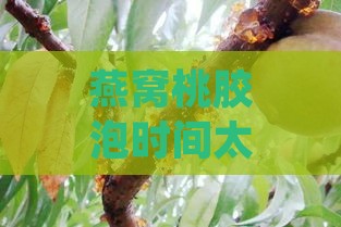 燕窝桃胶泡时间太久会怎么样：影响口感与营养价值