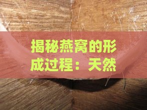 揭秘燕窝的形成过程：天然珍品如何由金丝燕筑巢而成