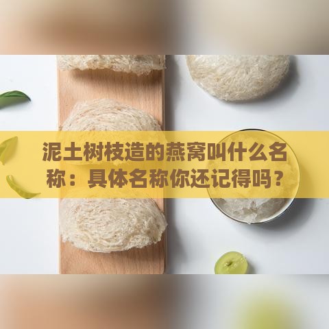 泥土树枝造的燕窝叫什么名称：具体名称你还记得吗？