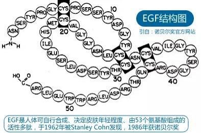 燕窝肽是什么作用的物质类别及其功能特点解析