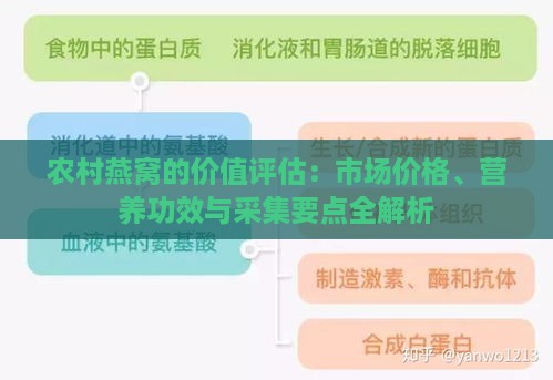 农村燕窝的价值评估：市场价格、营养功效与采集要点全解析