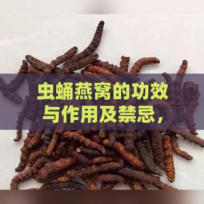 虫蛹燕窝的功效与作用及禁忌，蛹虫草燕窝效用详解