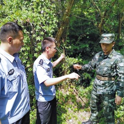 虫草加燕窝炖什么功效好喝，如何炖制口感更佳