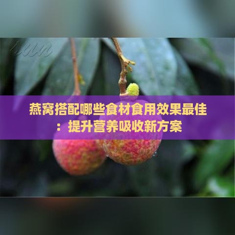 燕窝搭配哪些食材食用效果更佳：提升营养吸收新方案