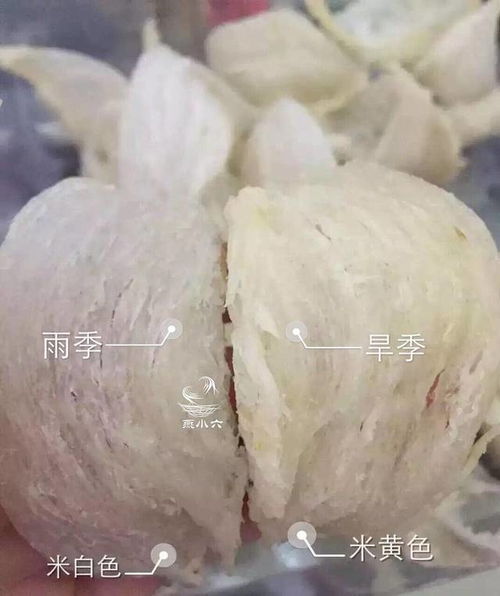 揭秘雨季燕窝优势：全面解析其高品质背后的自然密码与营养价值