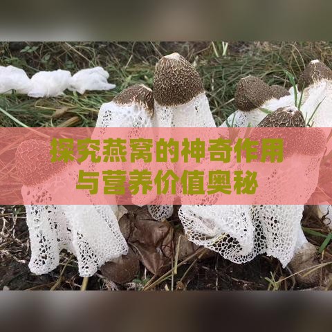 探究燕窝的神奇作用与营养价值奥秘