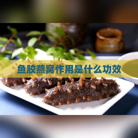 鱼胶燕窝作用是什么功效