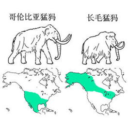 天然燕窝是怎么来的：起源、制作与分布地点揭秘