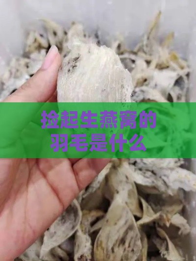 捡起生燕窝的羽毛是什么