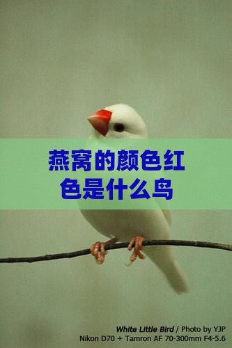 燕窝的颜色红色是什么鸟