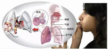 燕窝润肺功效详解：全面解析其对呼吸的益处与使用方法