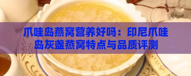 爪哇岛燕窝营养好吗：印尼爪哇岛灰盏燕窝特点与品质评测