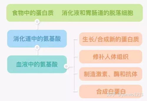 燕窝营养价值对比：详解其与常见食物的营养等效分析