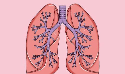 燕窝对肺气肿有帮助吗：食用燕窝对肺气肿的疗效与好处探究