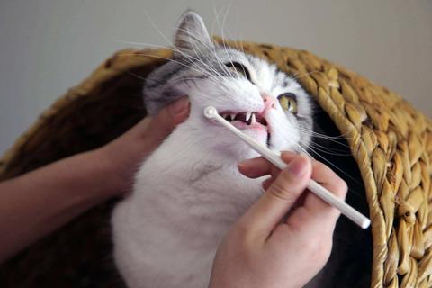 探究燕窝酸对猫咪健康的影响：益处、潜在风险及饲养中的正确应用