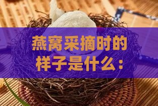 燕窝采摘时的样子是什么：现场实况记录与步骤详解