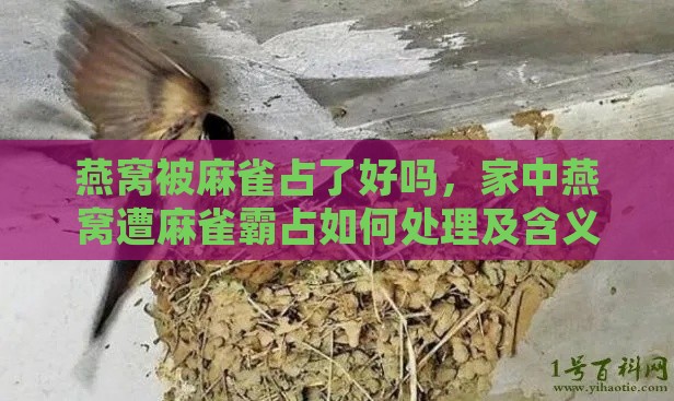 燕窝被麻雀占了好吗，家中燕窝遭麻雀霸占如何处理及含义解析