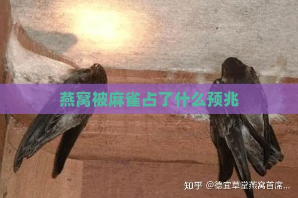 燕窝被麻雀占了什么预兆