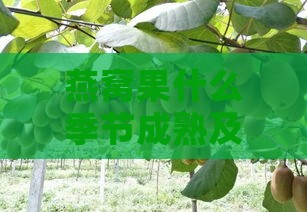 燕窝果什么季节成熟及采摘季节，为何不建议食用燕窝果？