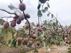 '燕窝果成熟季节及采摘时间揭秘'