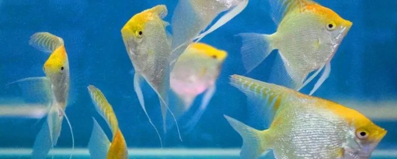 全面解析：燕窝水族箱养殖更佳鱼类选择与养护技巧