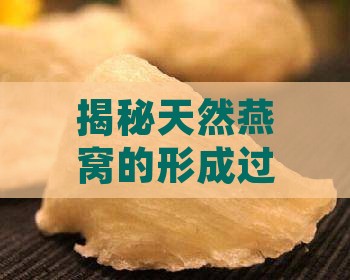 揭秘天然燕窝的形成过程：从金丝燕筑巢到成品加工全解析