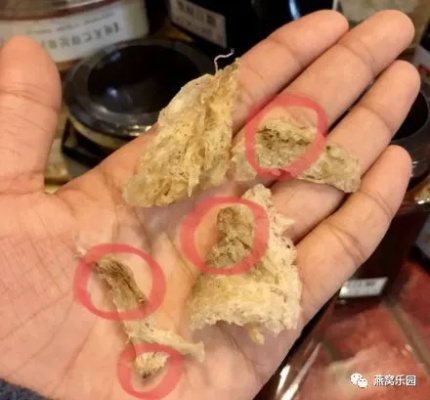 燕窝下面有肉猴代表什么