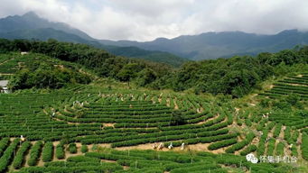 肇庆怀集燕岩：揭秘内陆更大燕窝产地的丰富产量与独特魅力