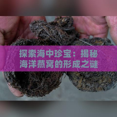 探索海中珍宝：揭秘海洋燕窝的形成之谜