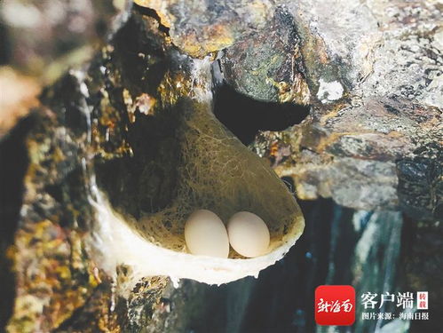 揭秘燕窝形成过程：为何燕窝在海边岩洞中而非海里生成？